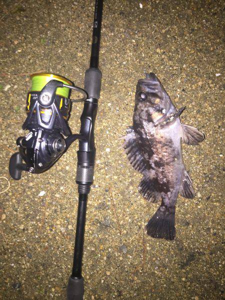 シーバス＆チヌ狙いだが・・・